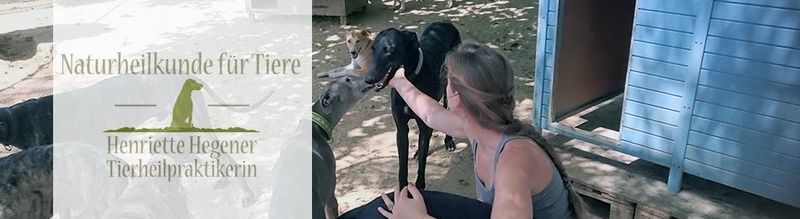 Galgos